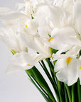 Polar White Iris