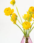 Sunshine Yellow Ranunculus