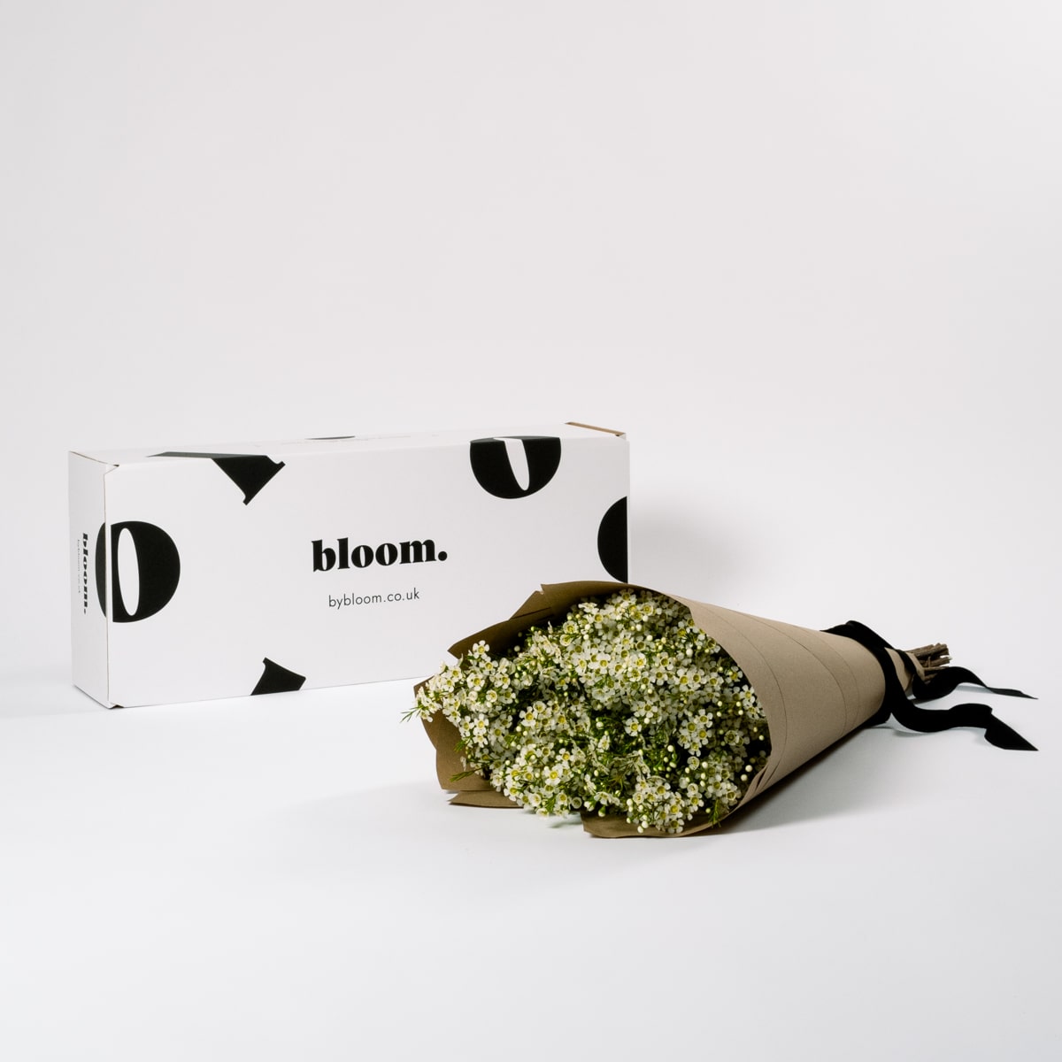 Cloud White Wax Flower