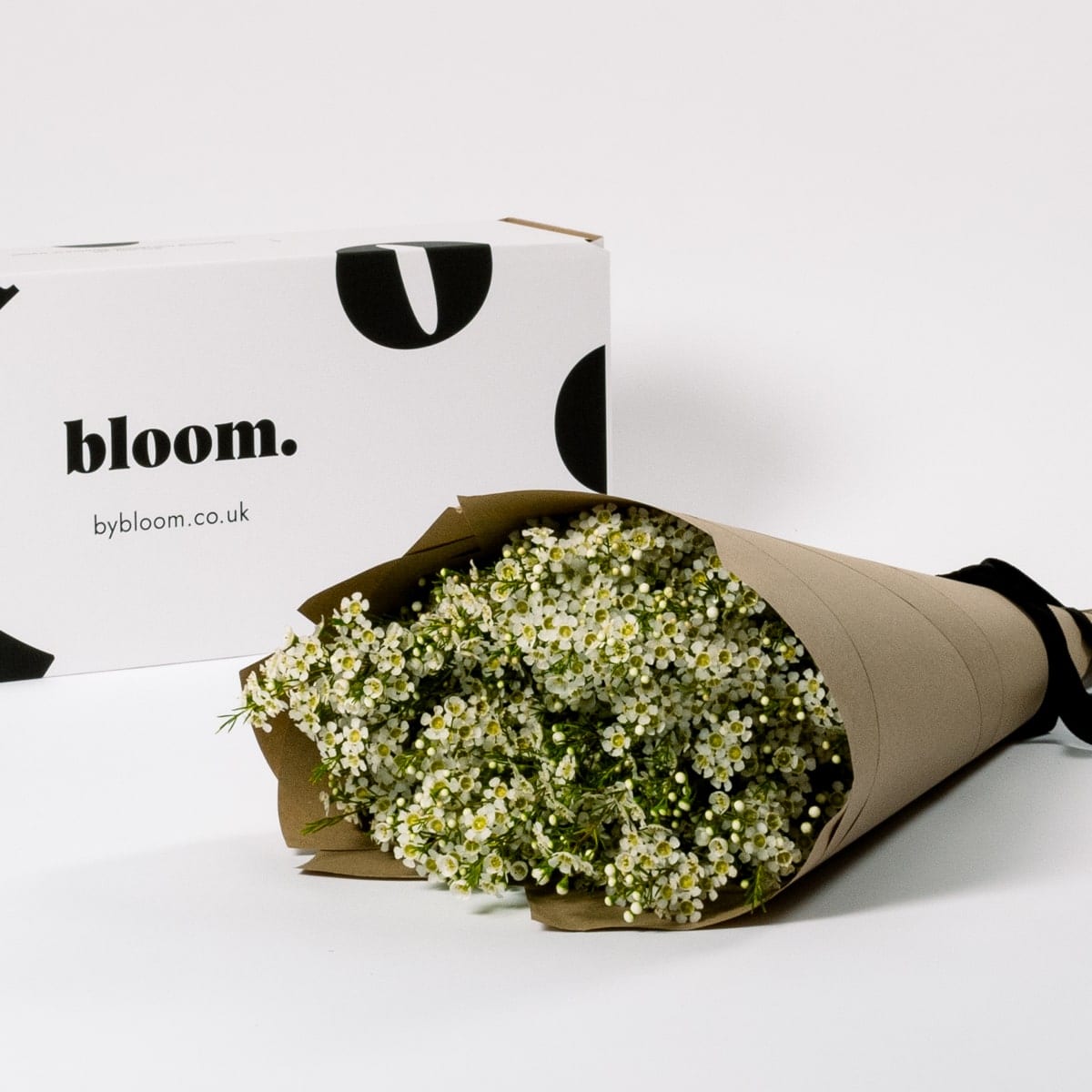 Cloud White Wax Flower