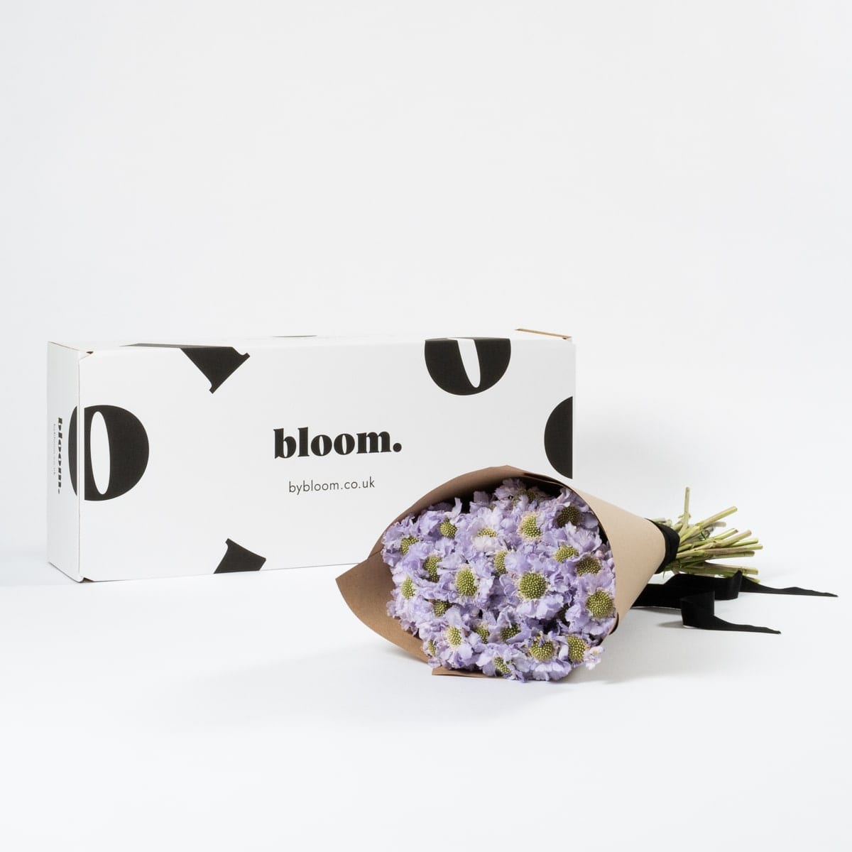 Lilac Scabiosa