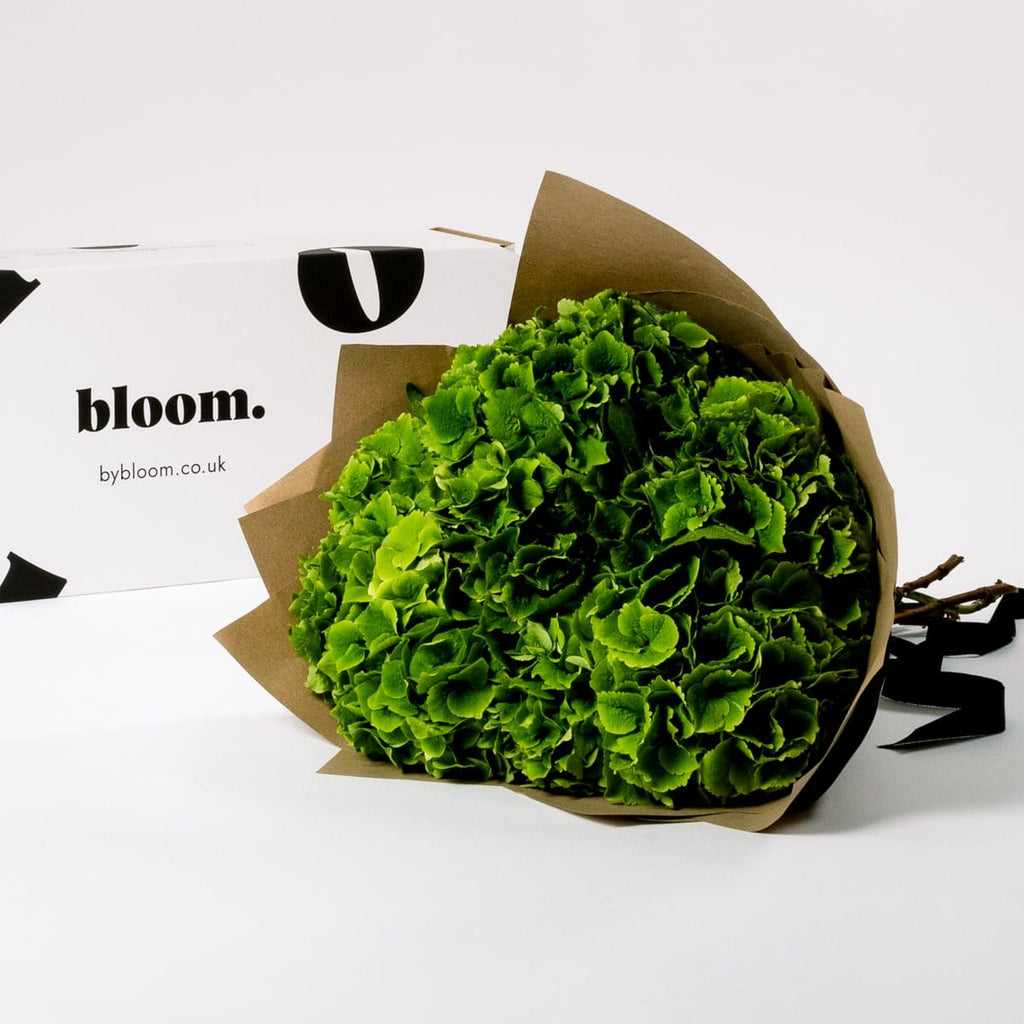 Pickle Green Hydrangea
£37.50