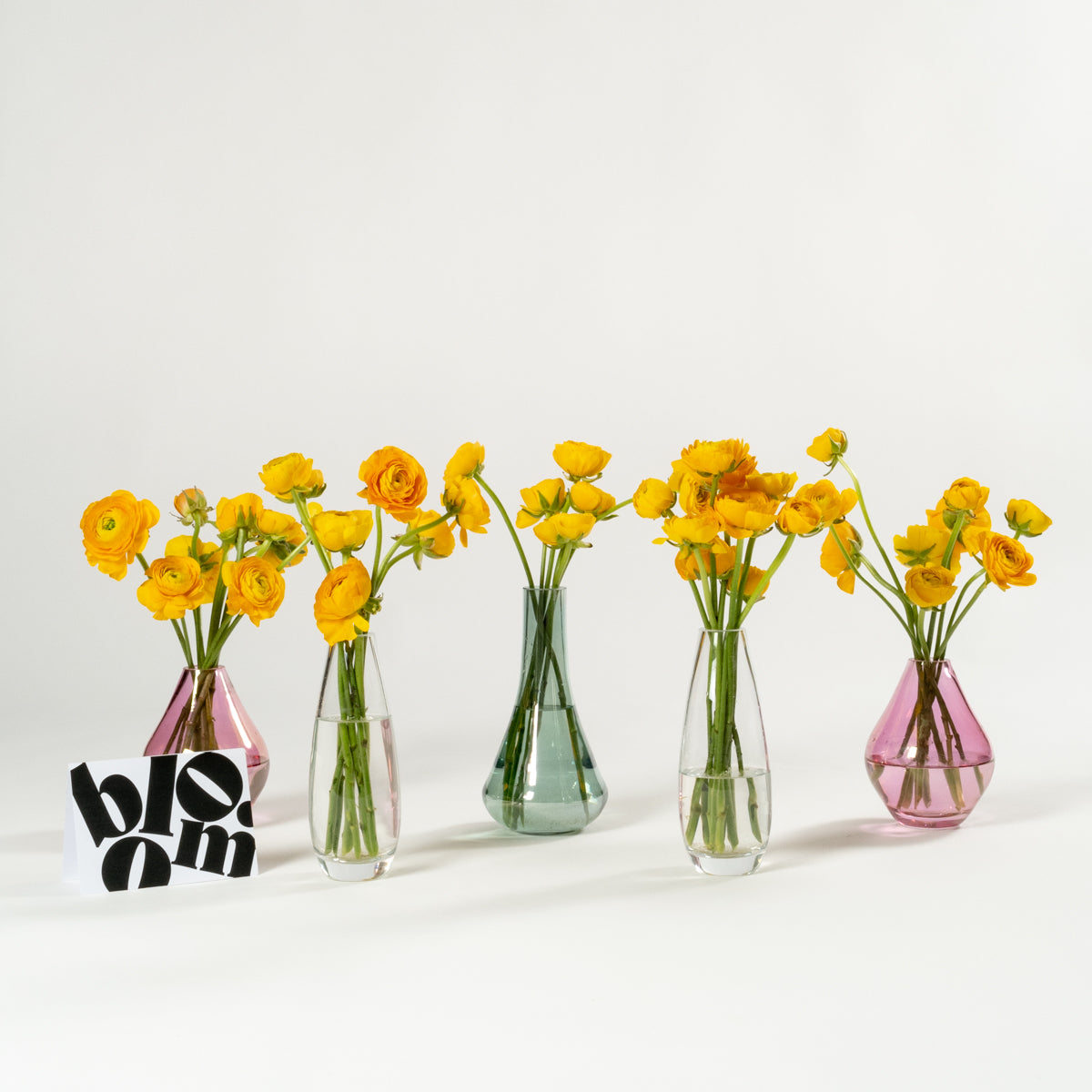 Sunshine Yellow Ranunculus