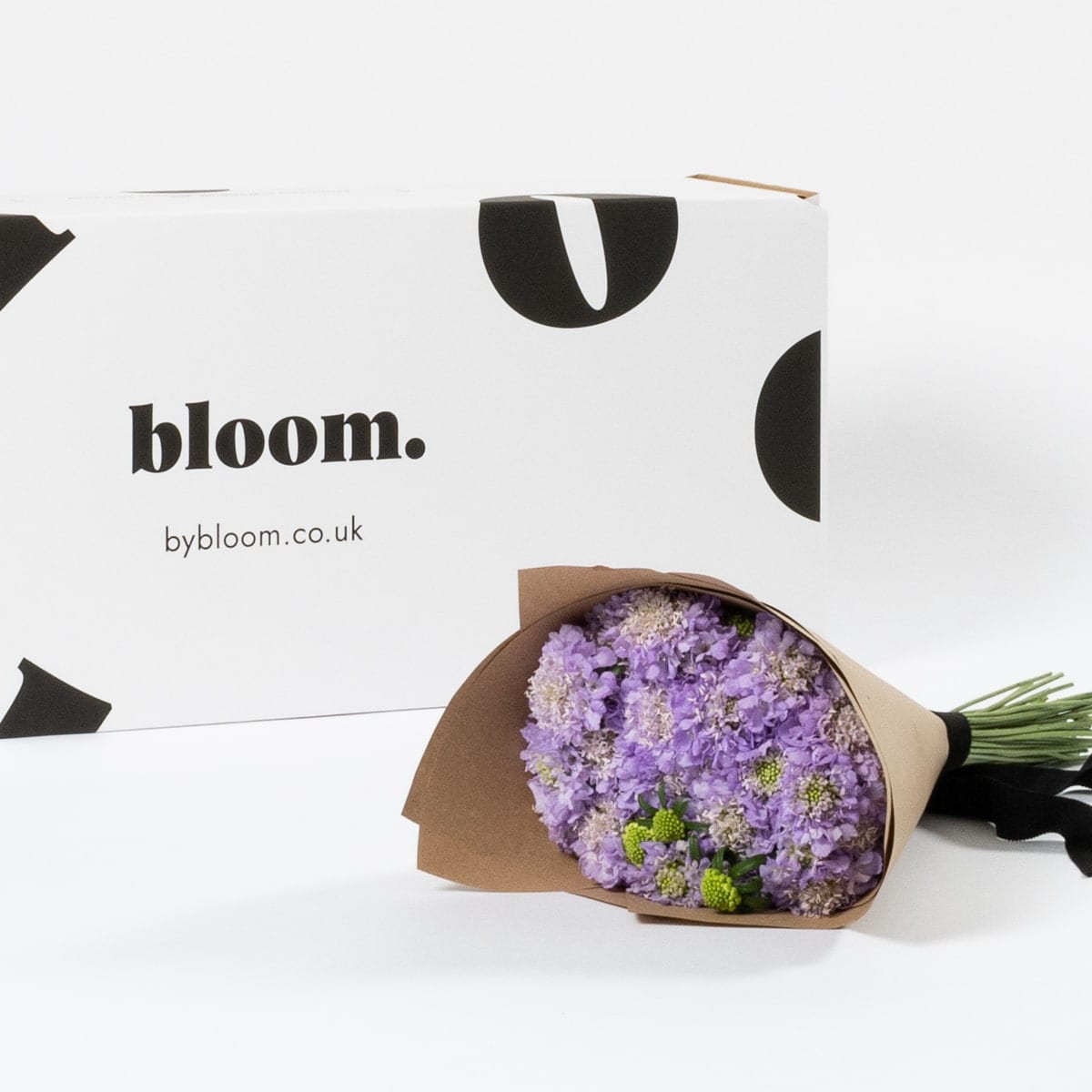Lavender Purple Scabiosa