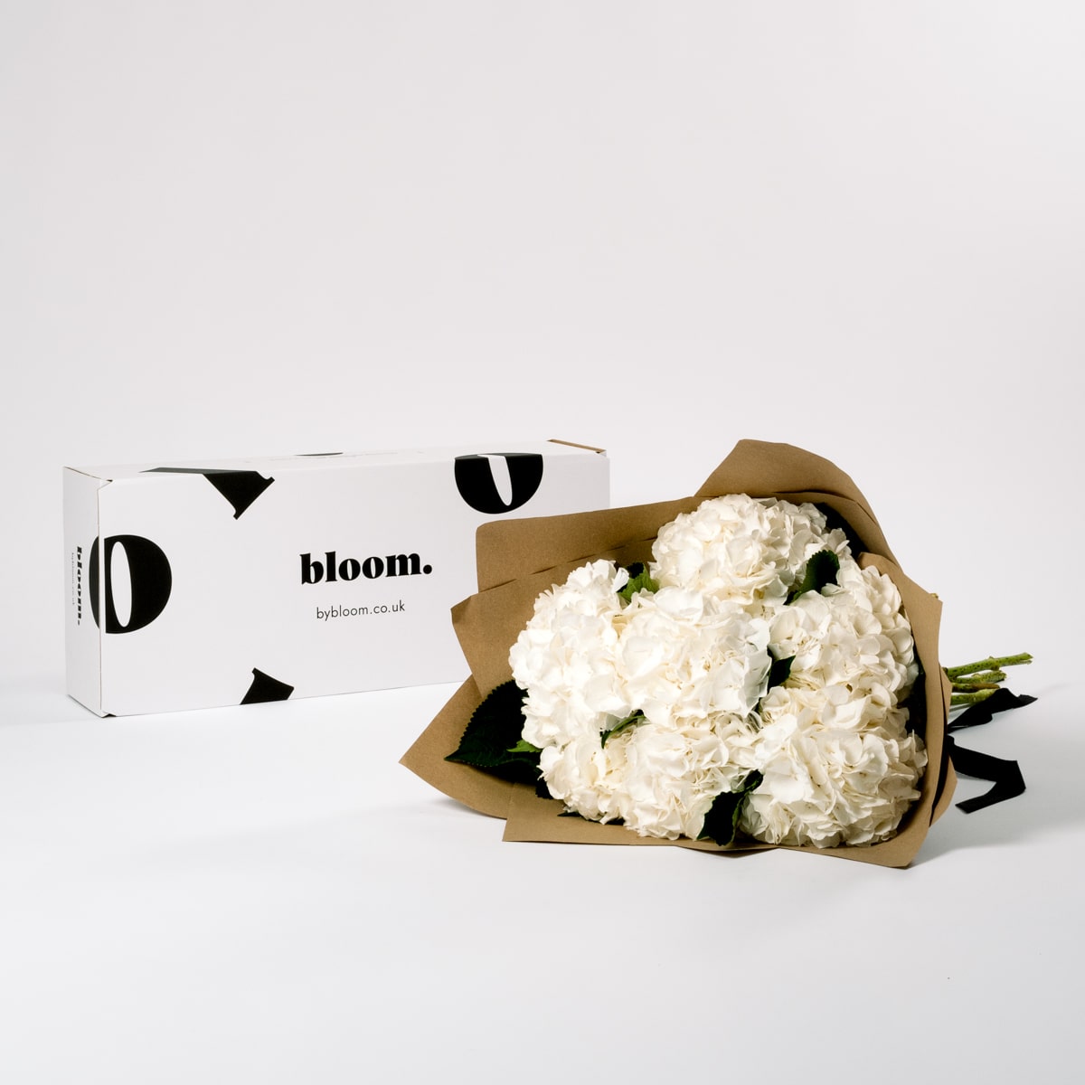 Cloud White Hydrangea
