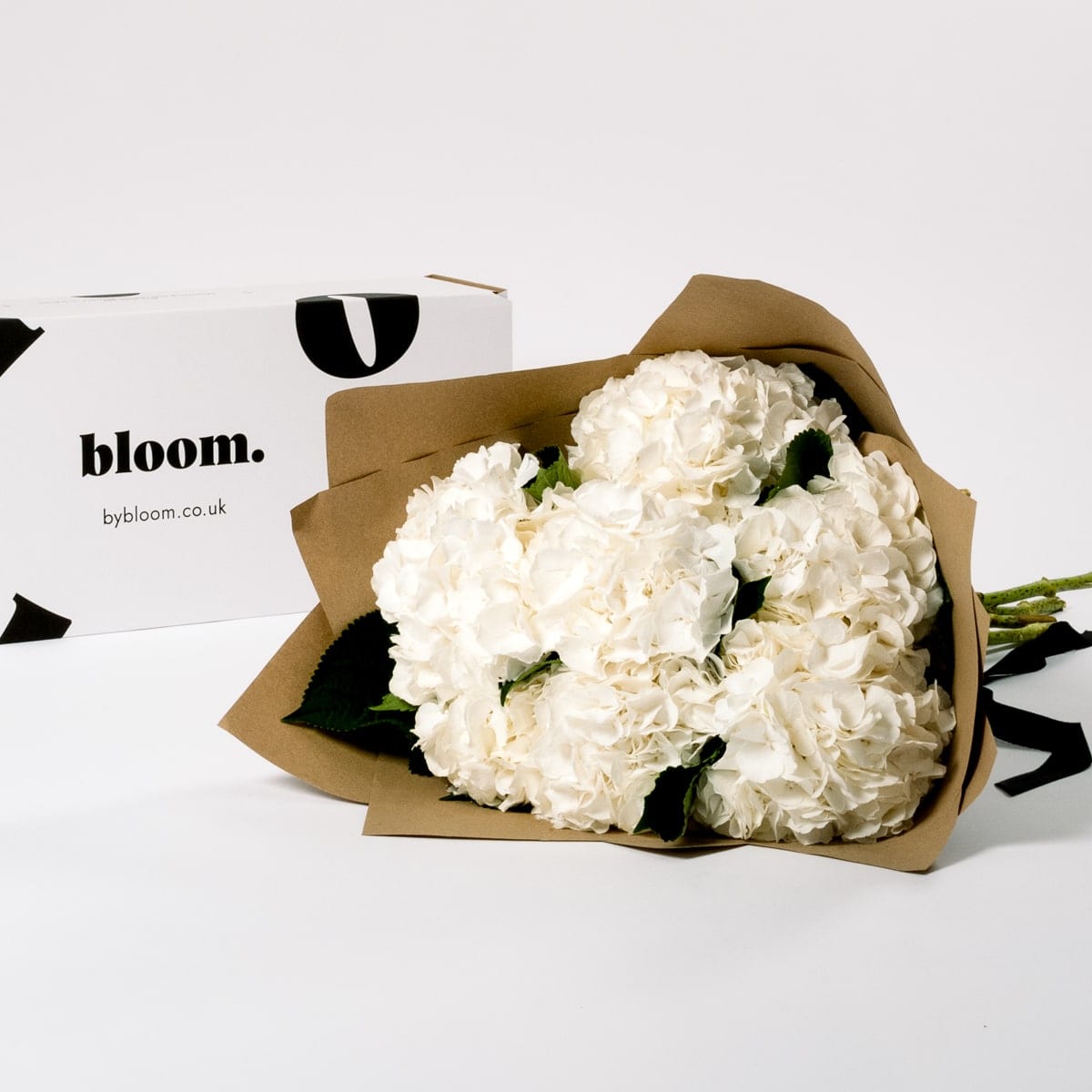 Cloud White Hydrangea