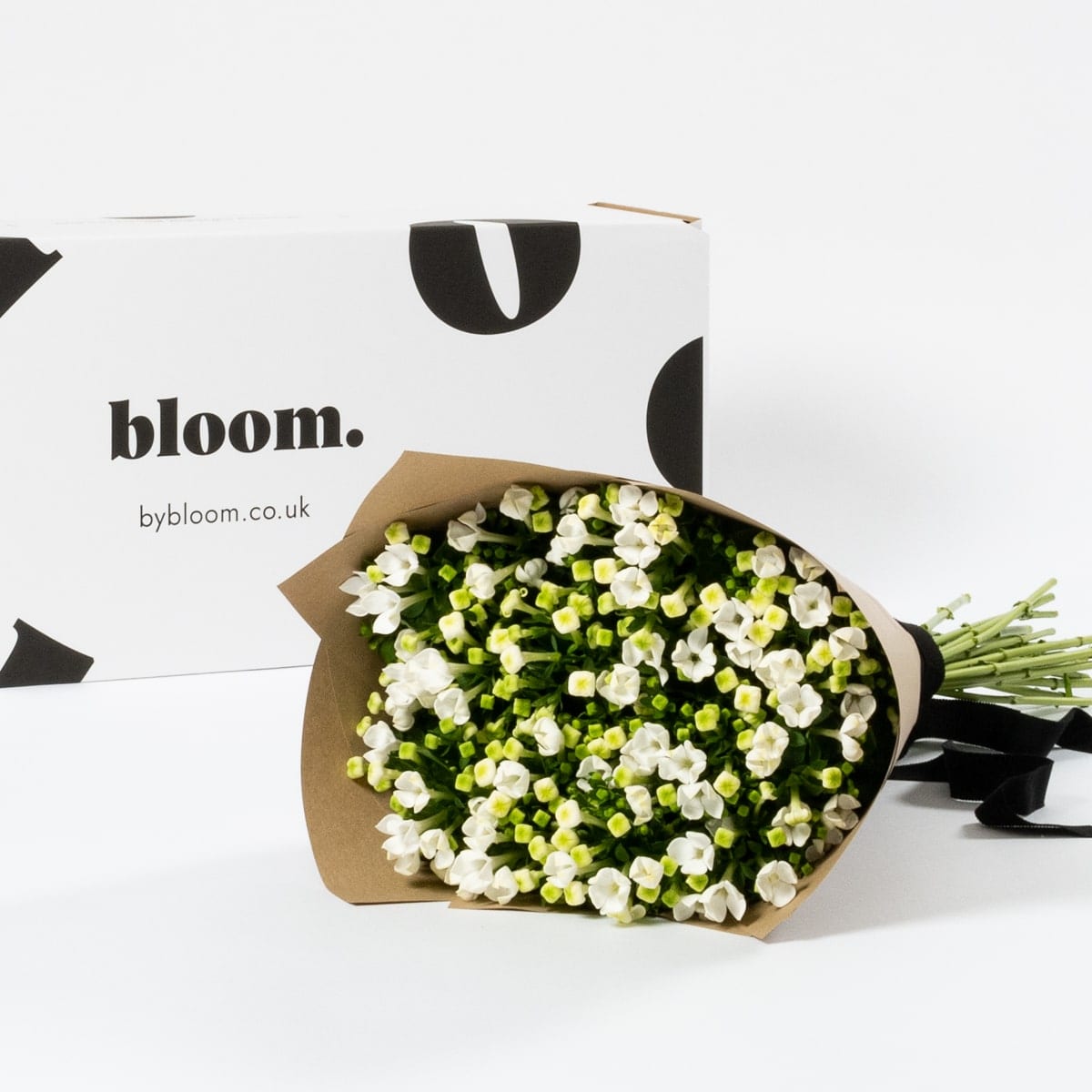 Porcelain White Bouvardia