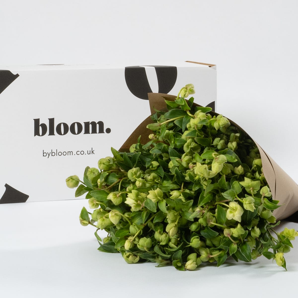 Pickle Green Hellebores
