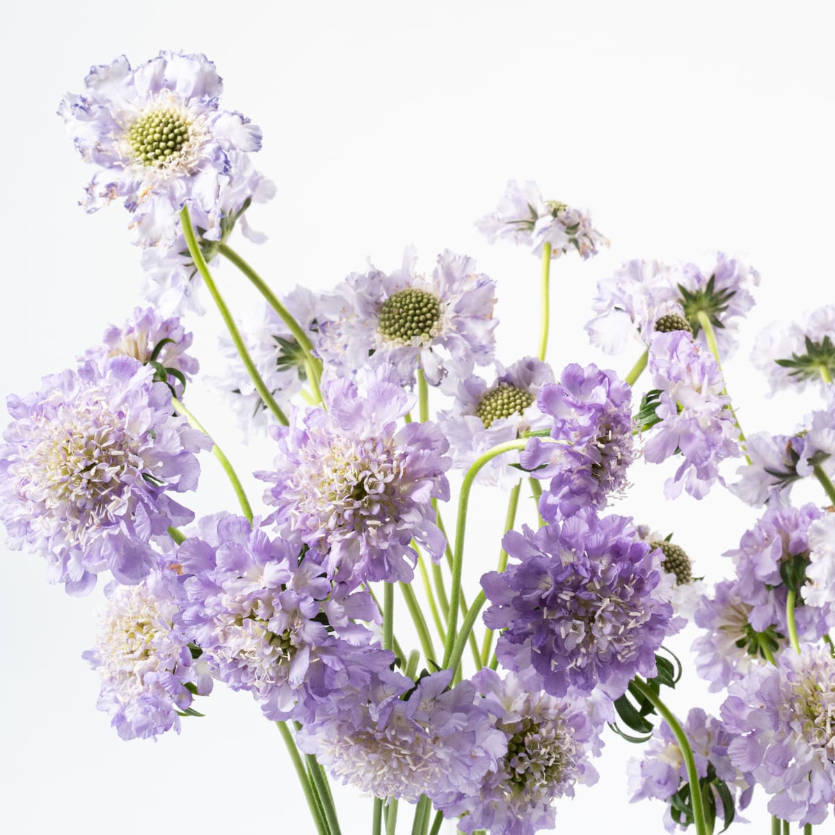 Lavender Purple Scabiosa