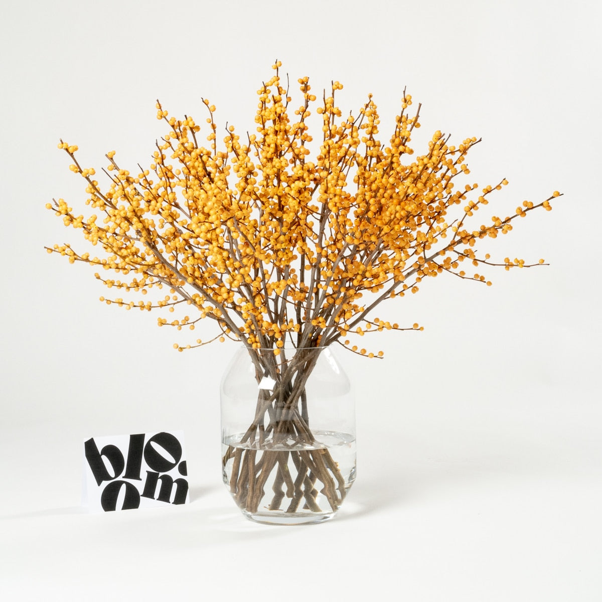 Cinnamon Orange Ilex