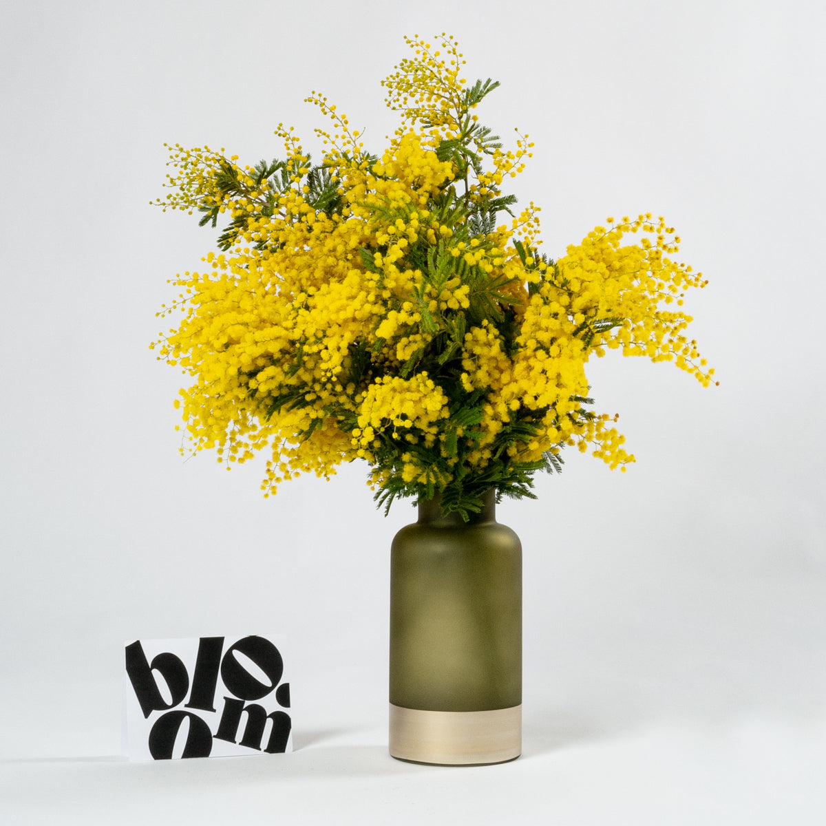 Sunshine Yellow Mimosa