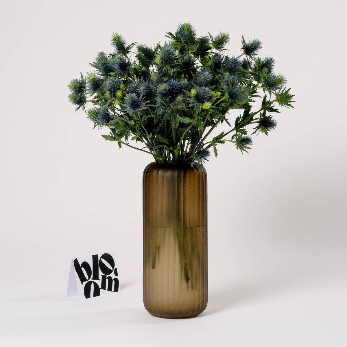 Blue Star Thistle