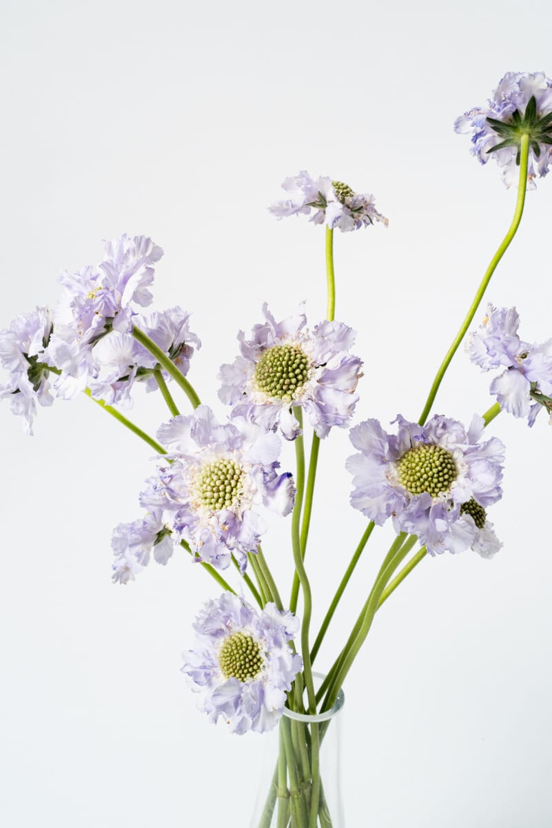 Lilac Scabiosa
