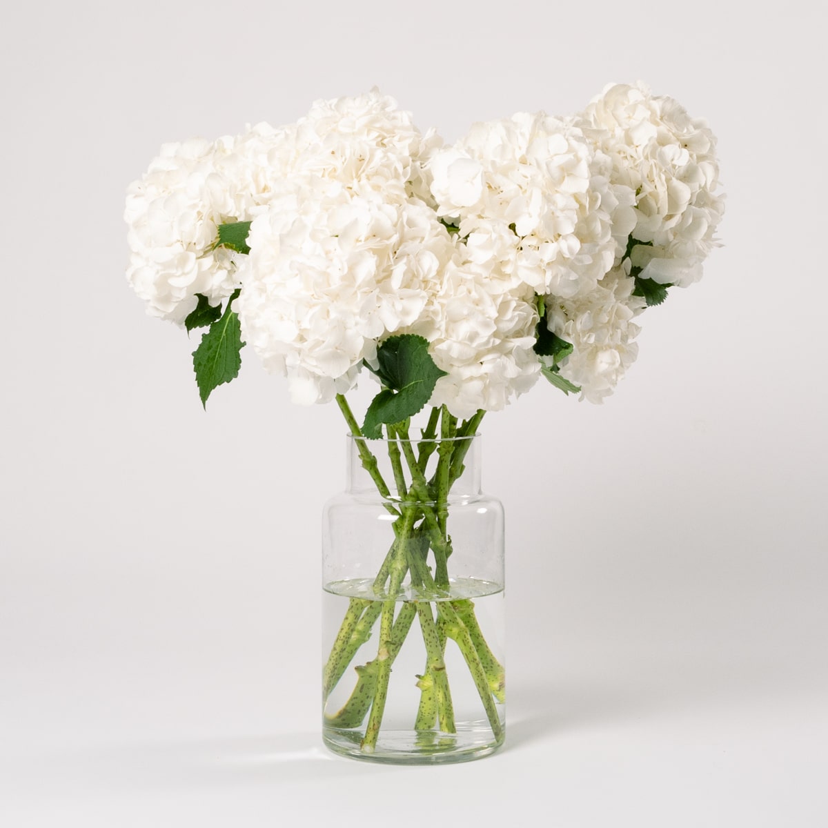 Cloud White Hydrangea