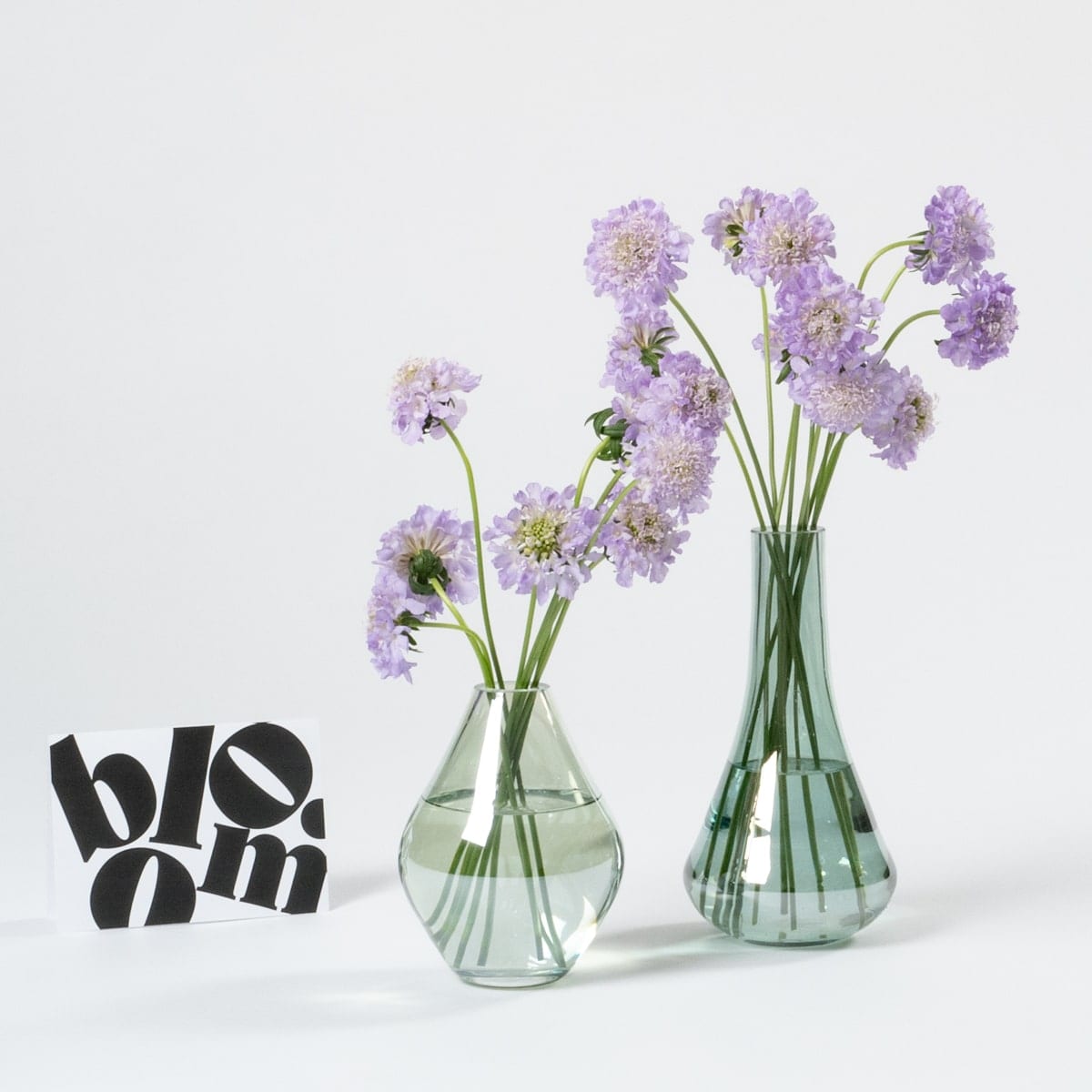 Lavender Purple Scabiosa