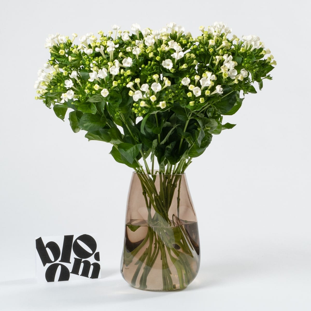 Porcelain White Bouvardia