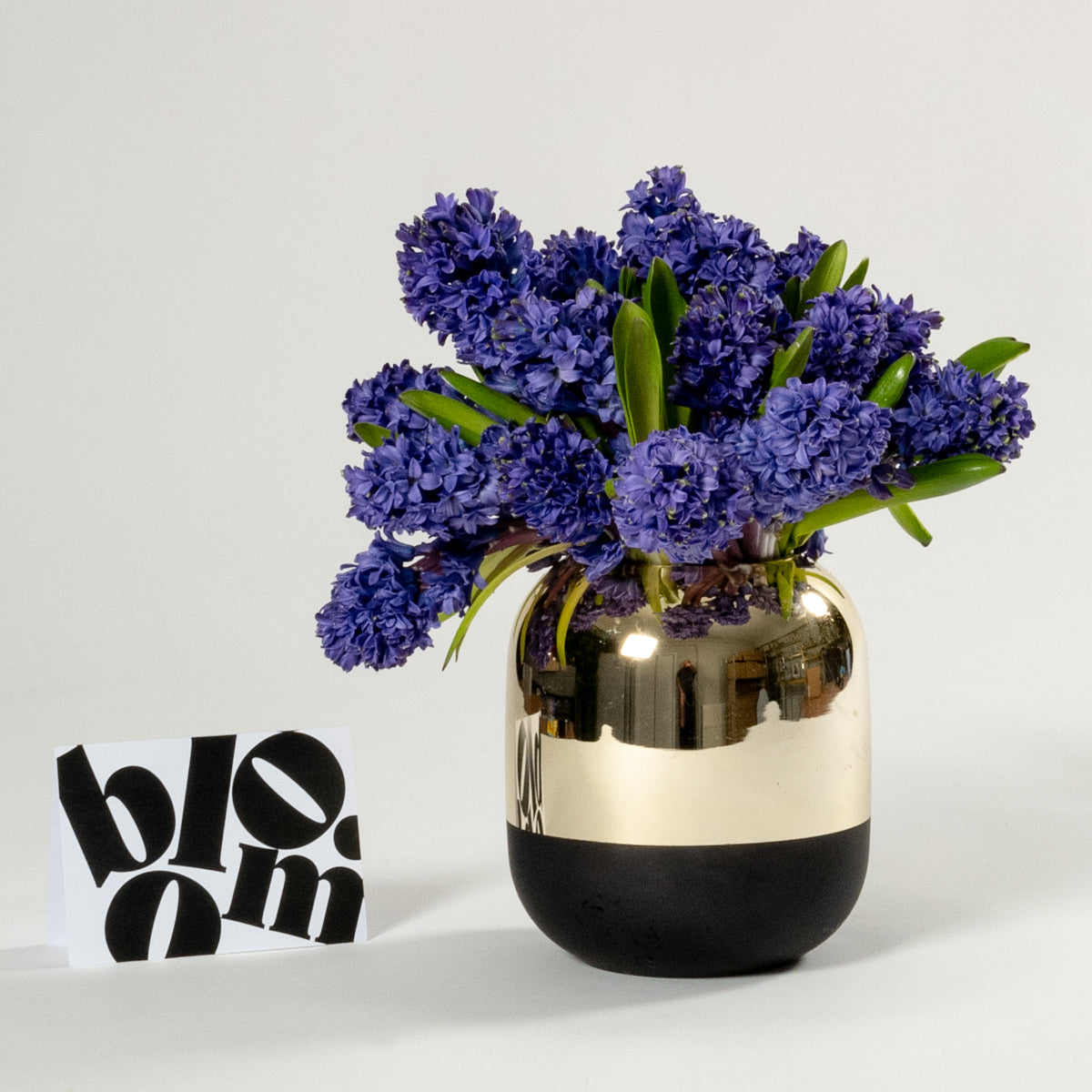 Ultra Marine Blue Hyacinths