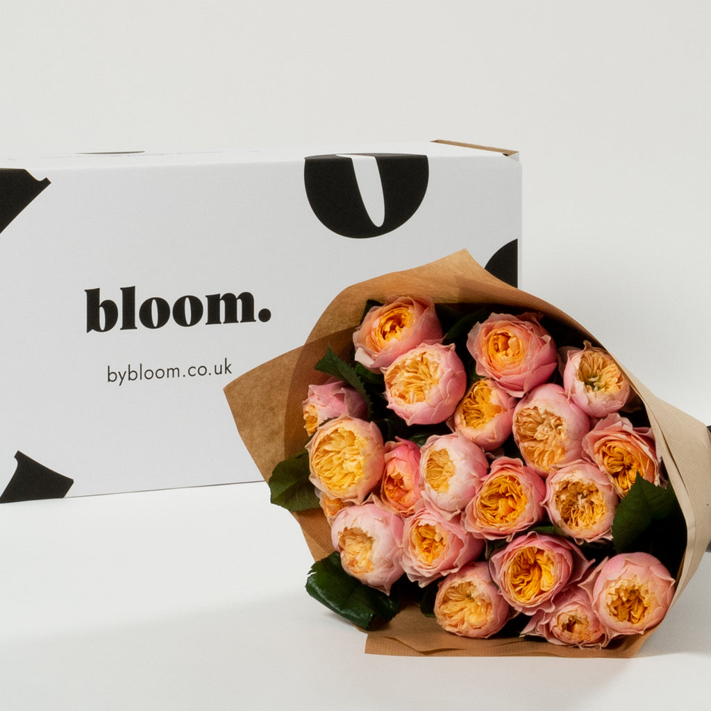 Blush Pink Vuvuzela Roses
£80.00
