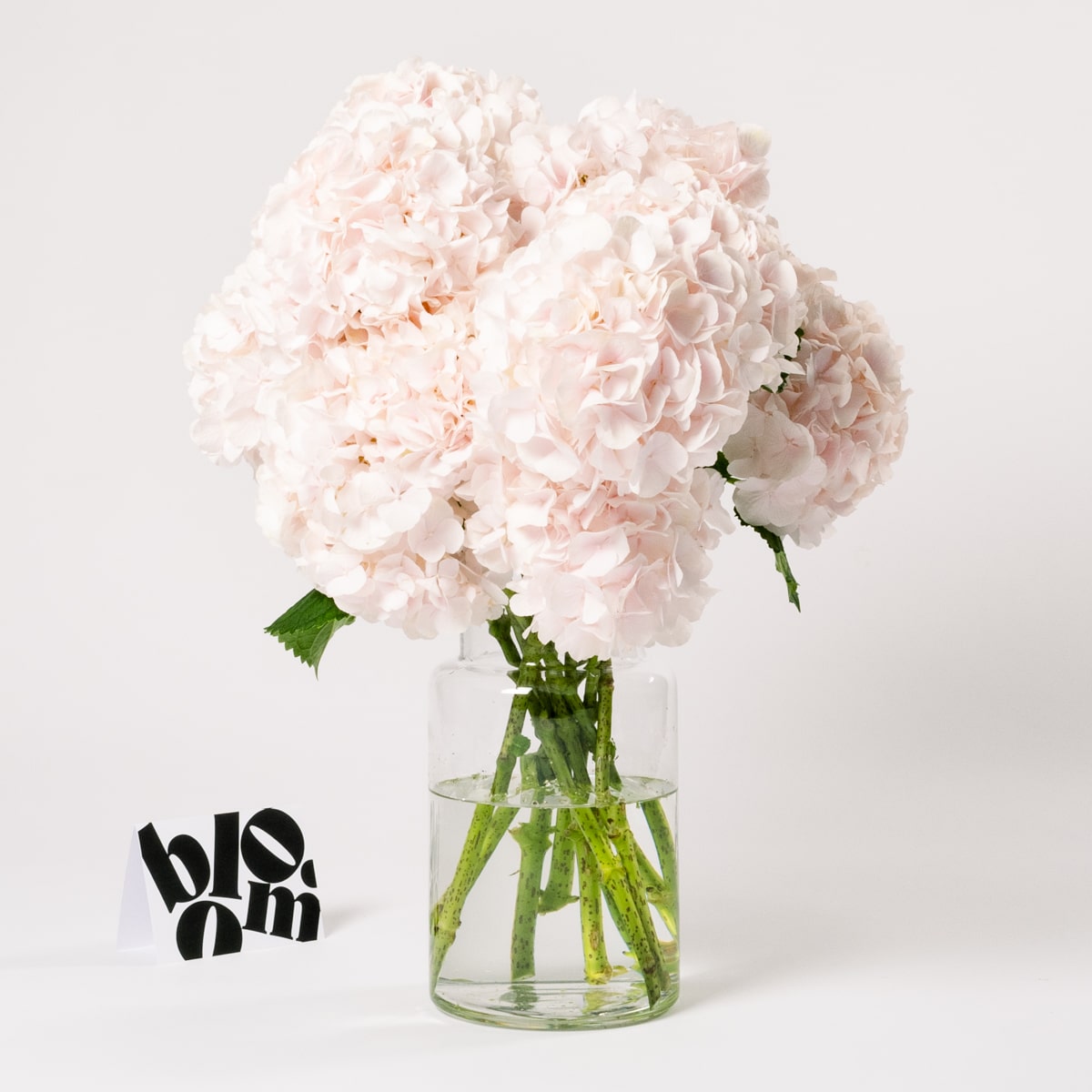 Ballet Slipper Pink Hydrangea