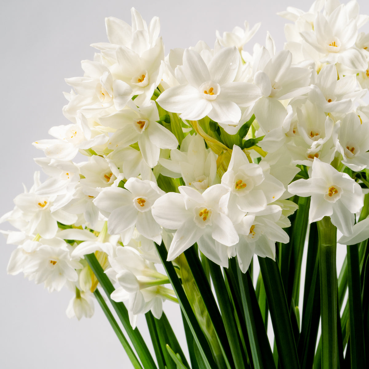 Silk White Paperwhites