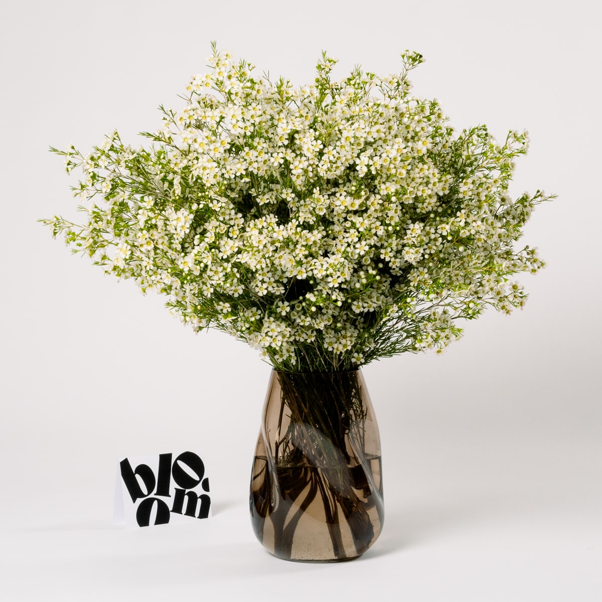 Cloud White Wax Flower