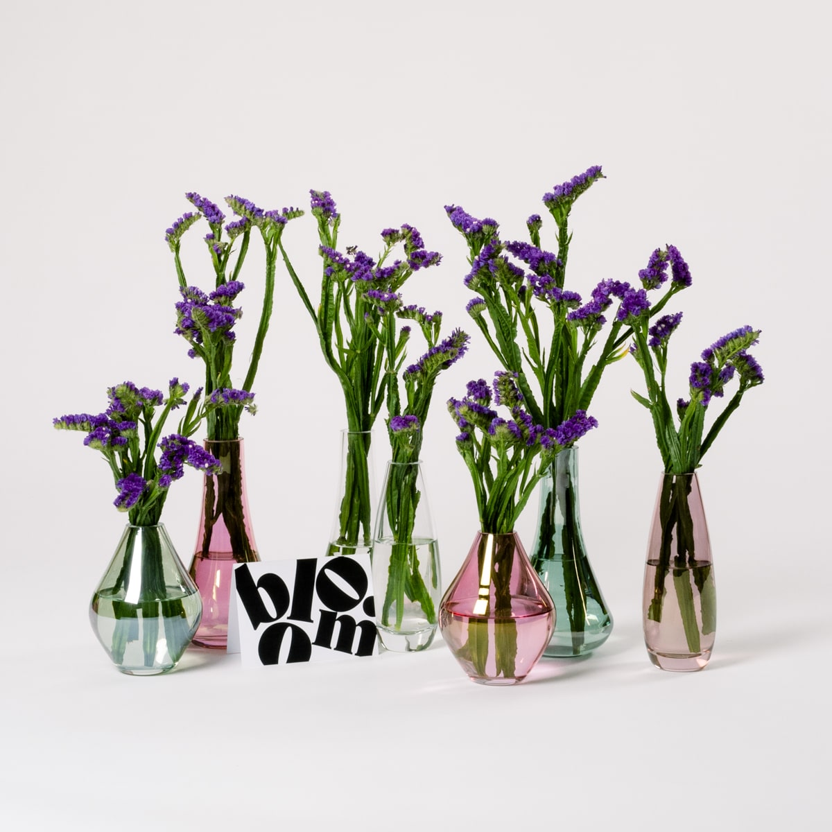Amethyst Purple Limonium