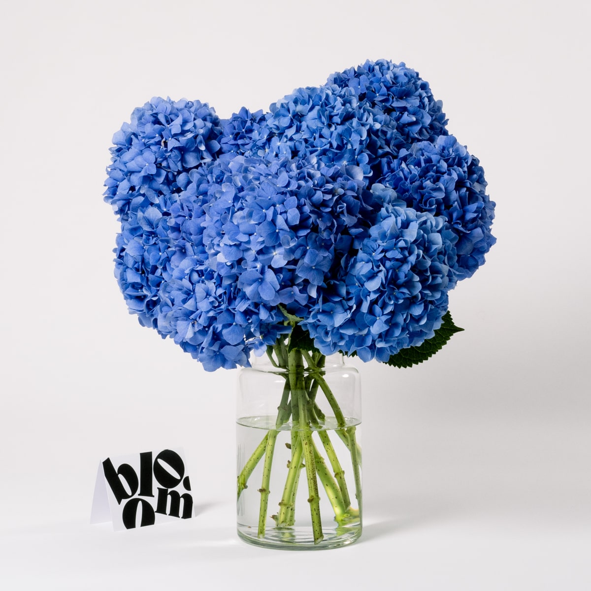 Ultra Marine Blue Hydrangea