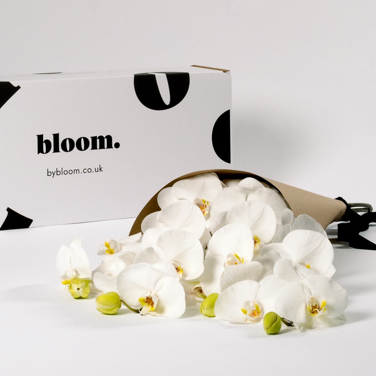 Cloud White Phalaenopsis Orchid