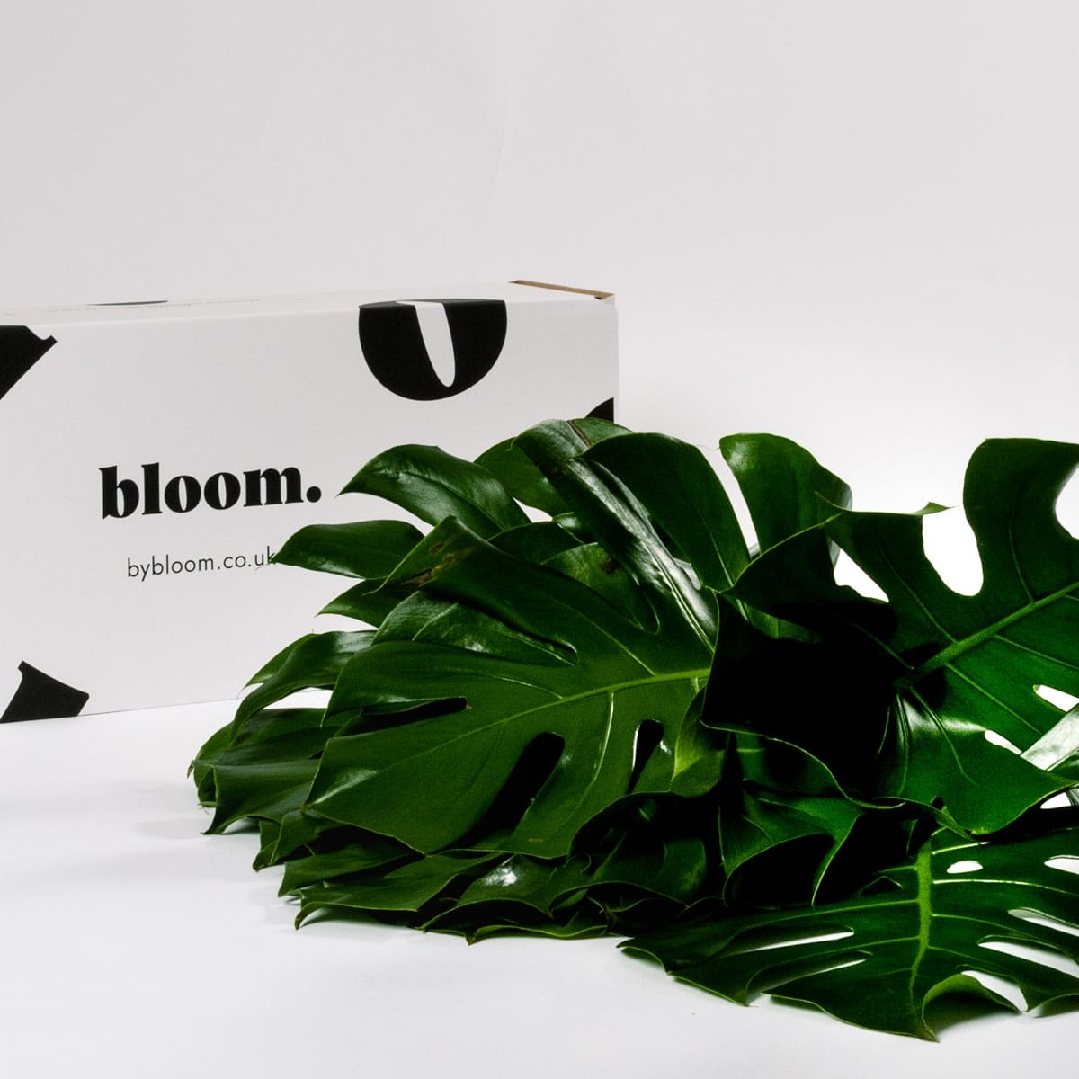 Green Monstera Leaf