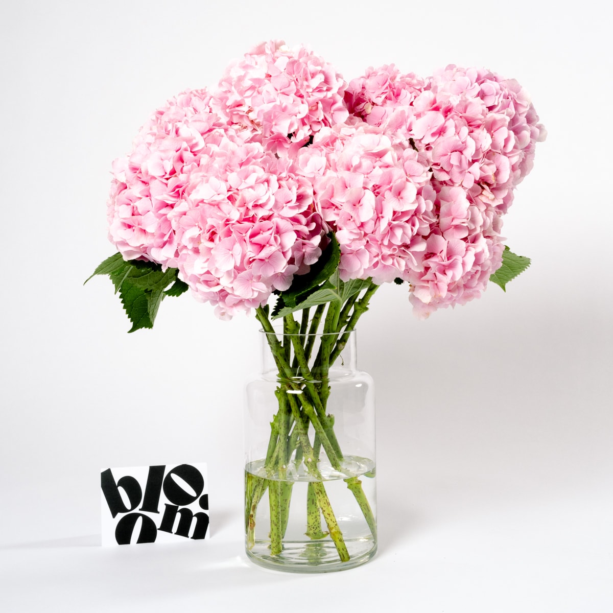 Cotton Candy Pink Hydrangea