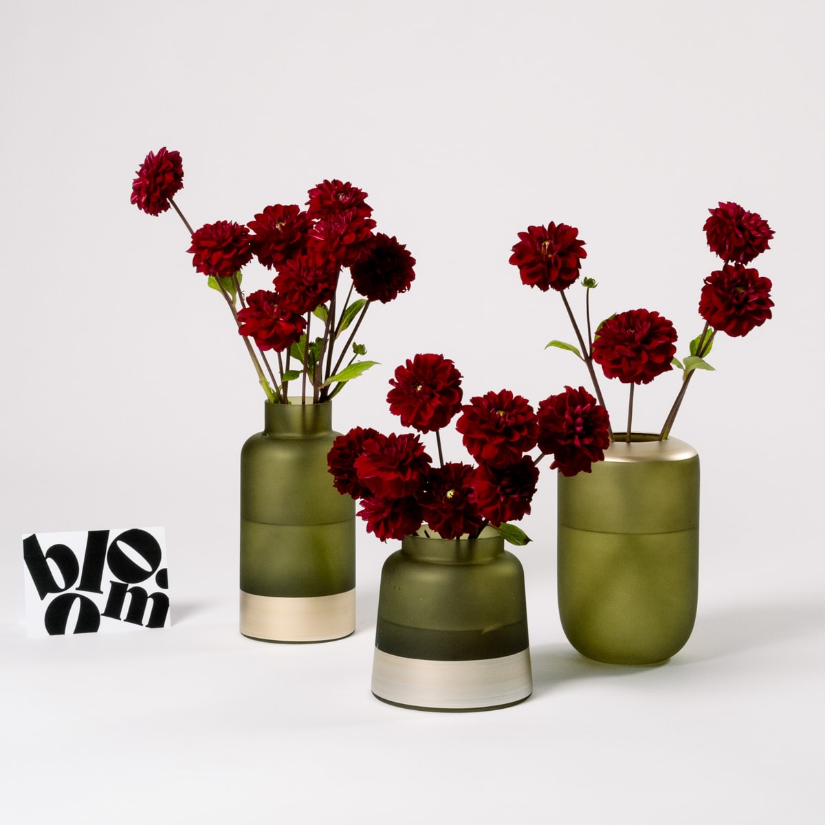 Merlot Red Dahlia