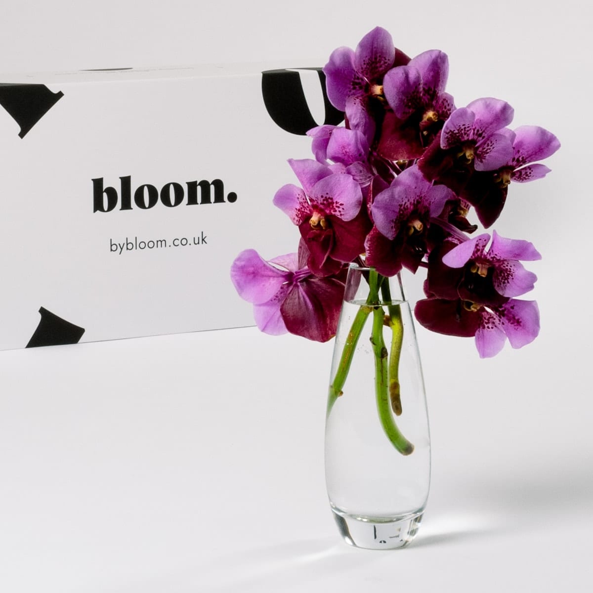 Muddled Grape Vanda Orchid