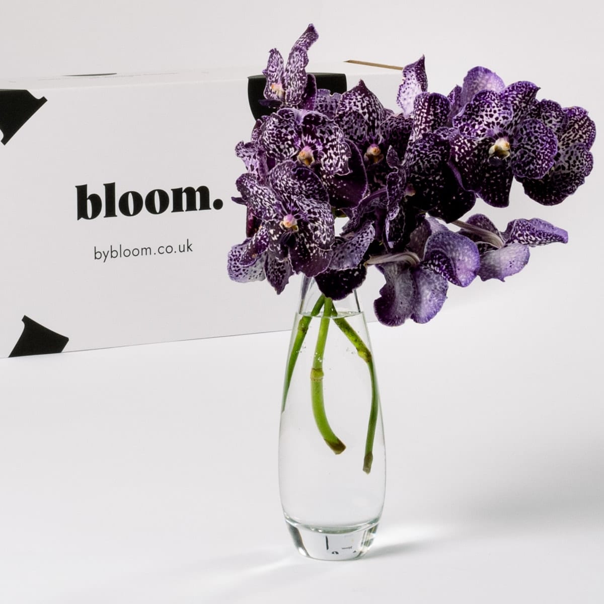 Magic Vanda Orchid