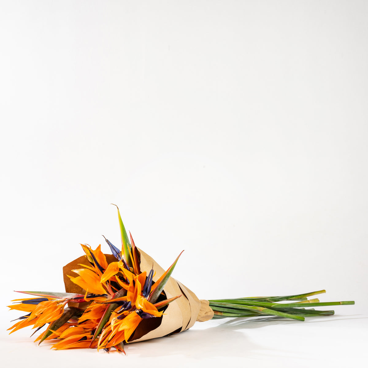 Orange Birds of Paradise