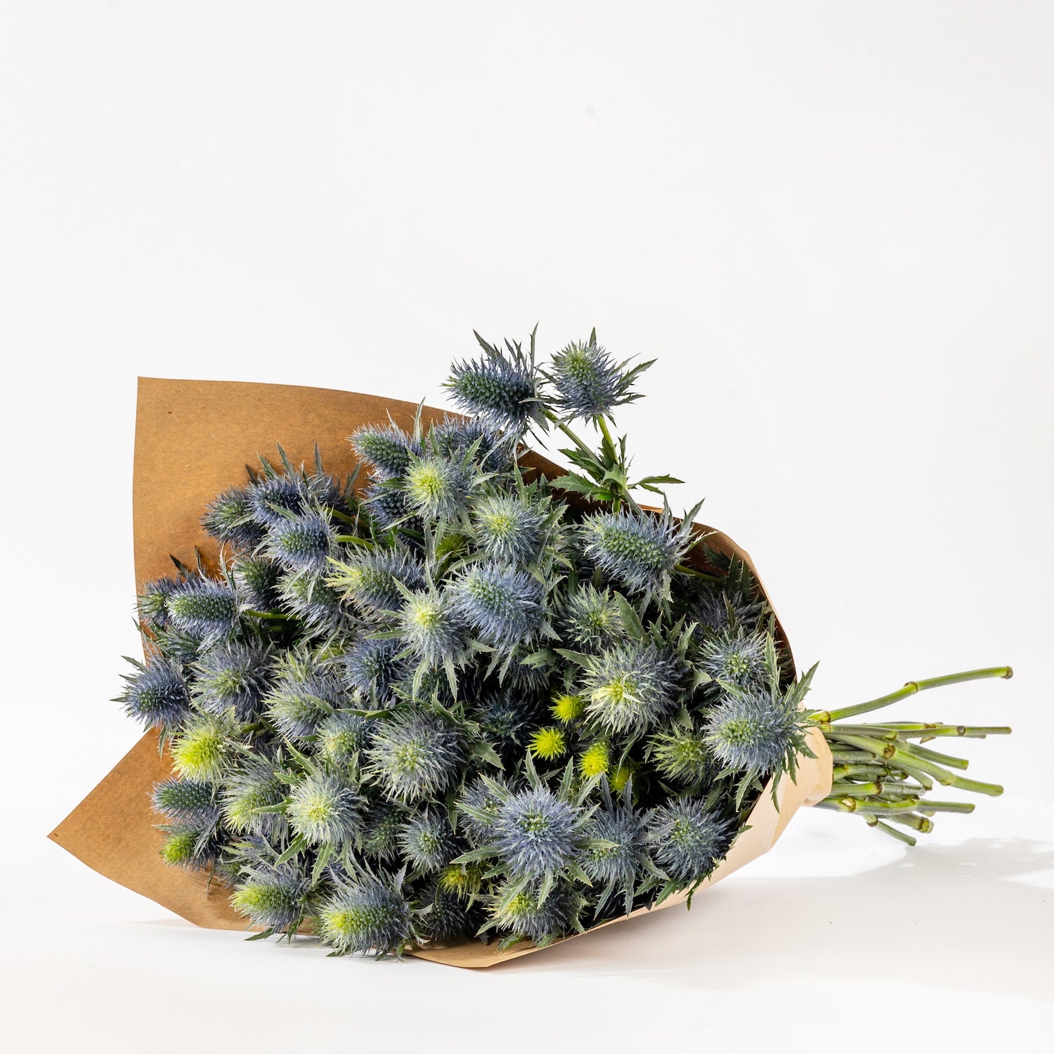 Blue Star Thistle