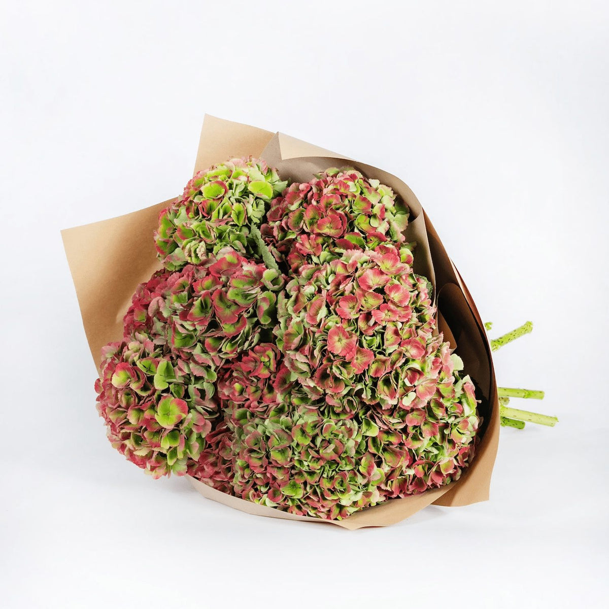 Autumn Hydrangea