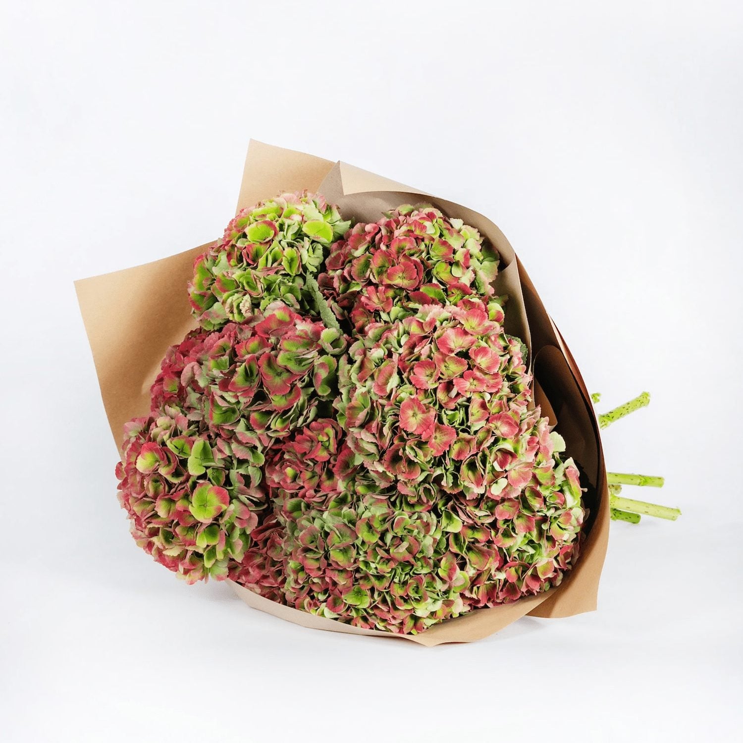 Autumn Hydrangea