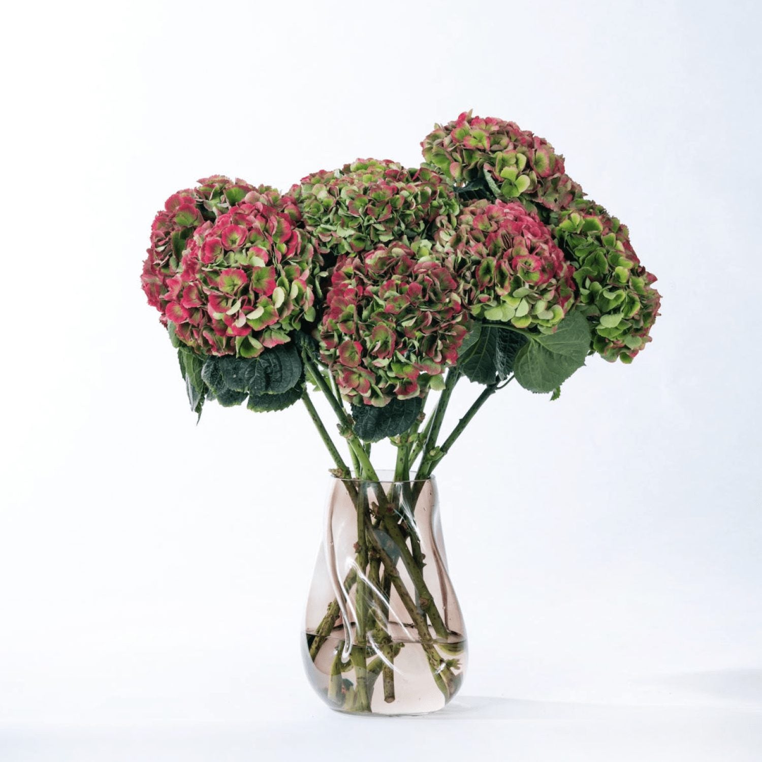 Autumn Hydrangea