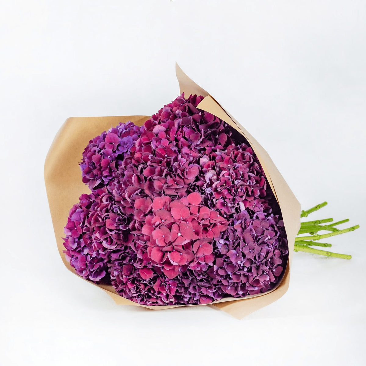 Purple Rodeo Hydrangea