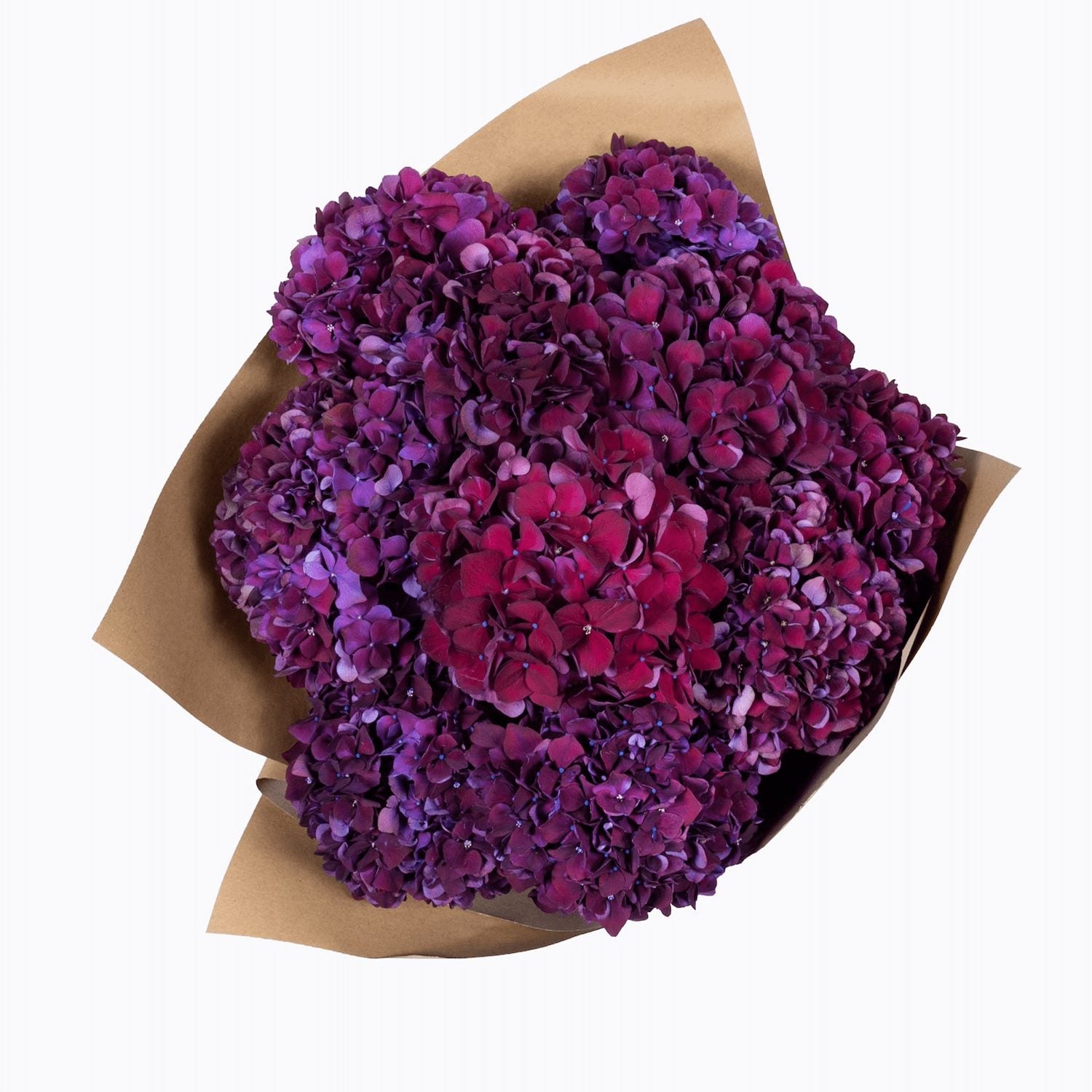 Purple Rodeo Hydrangea