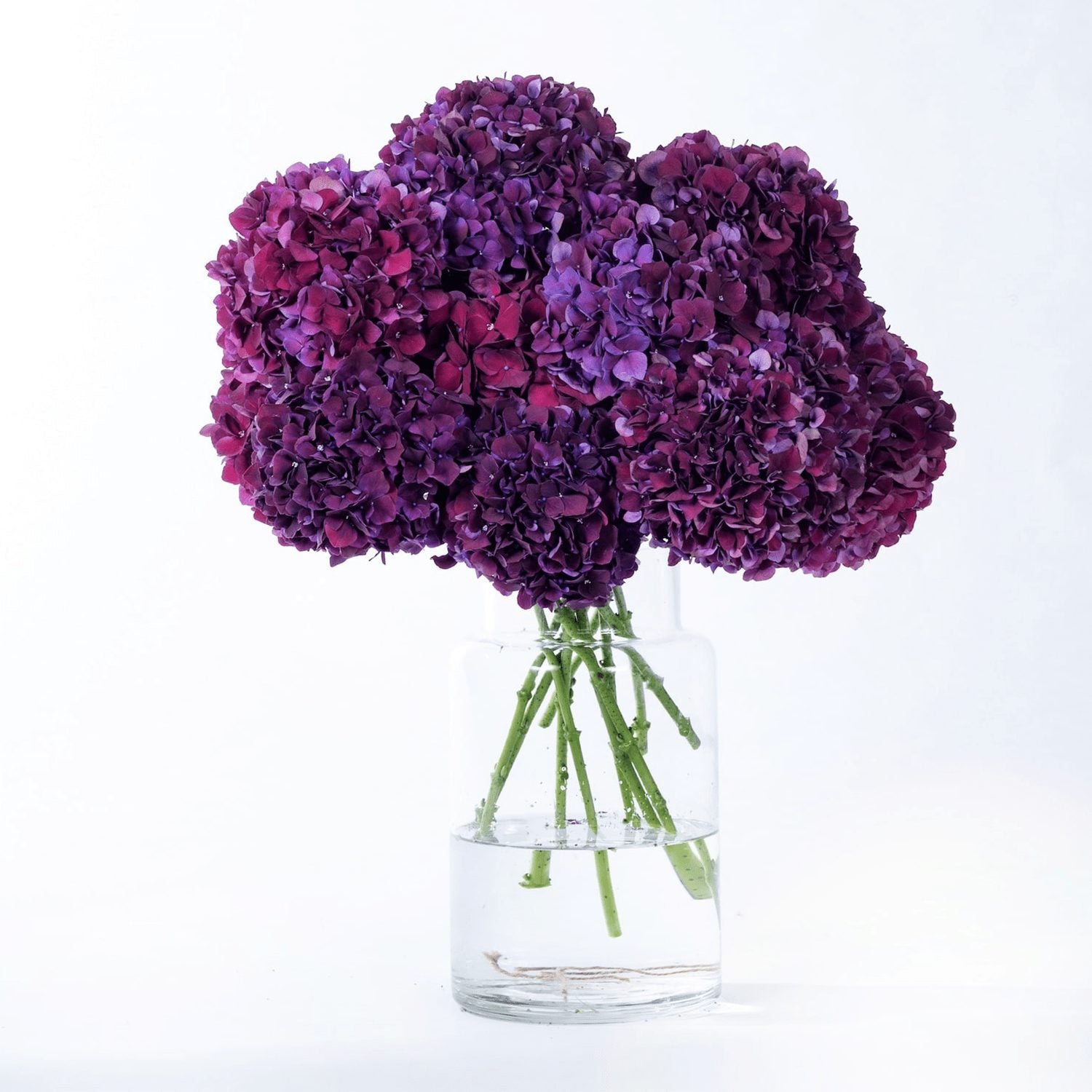 Purple Rodeo Hydrangea