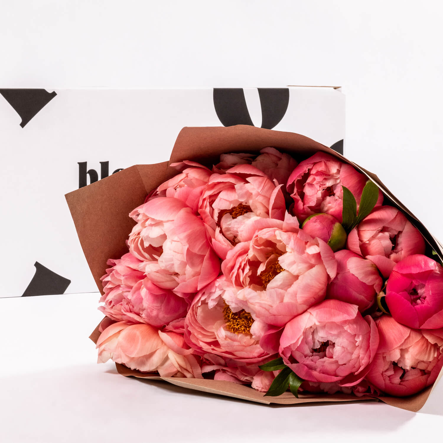 Charm Peony
