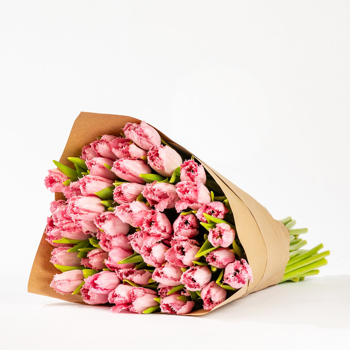 Cotton Candy Fringe Tulip