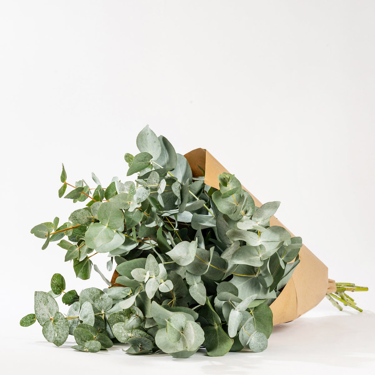 Green Eucalyptus