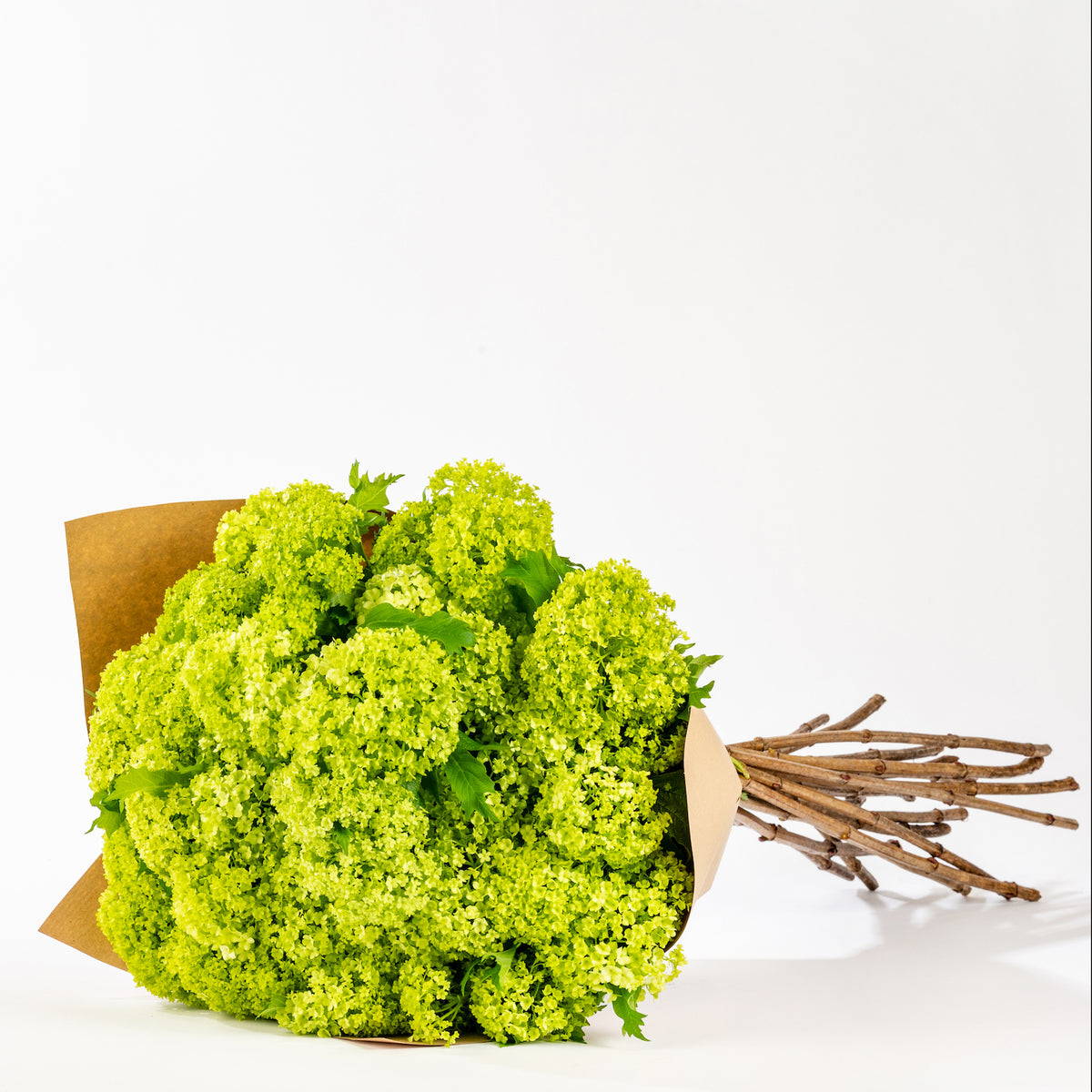 Green Viburnum