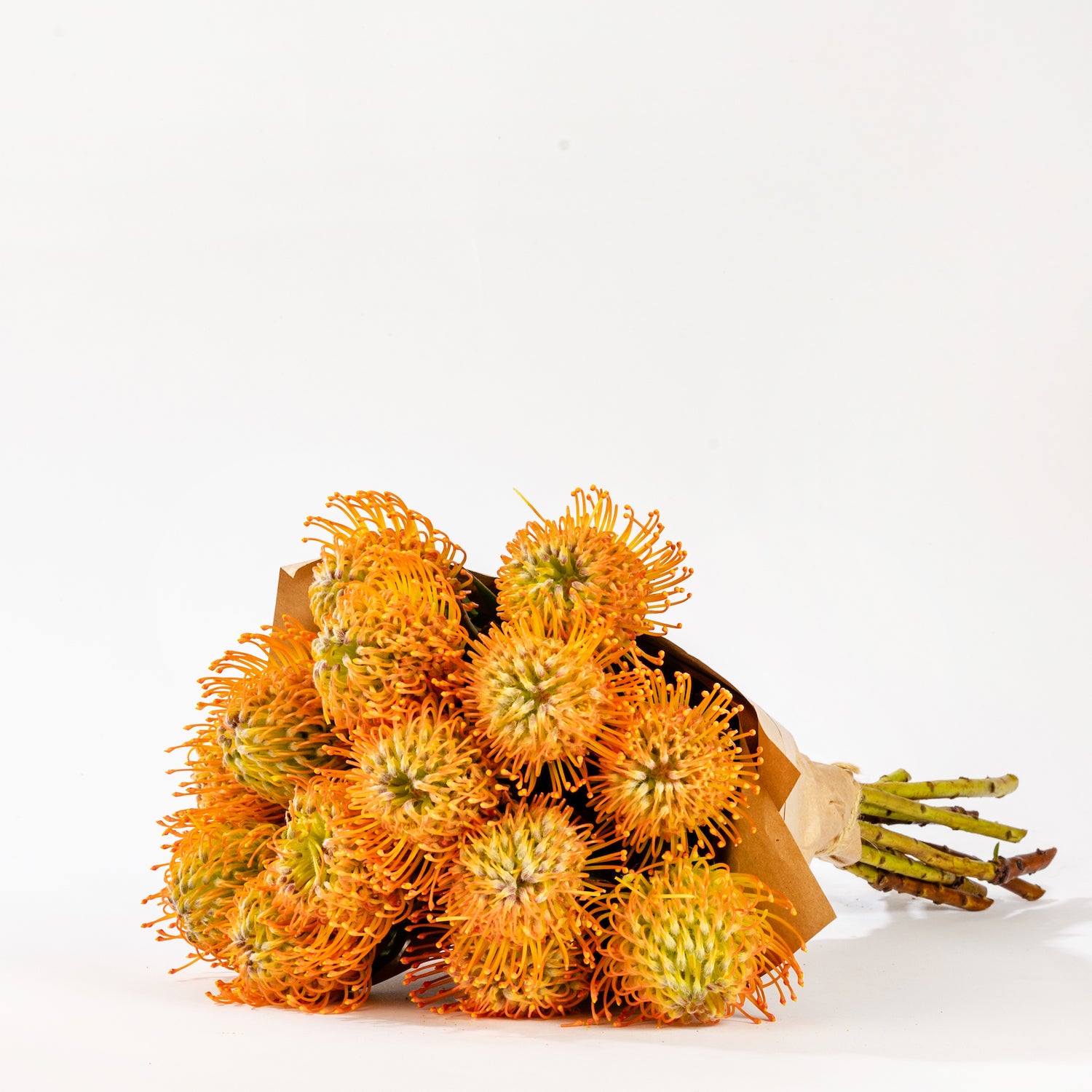 Leuco Ayoba Sun (pincushion proteas)