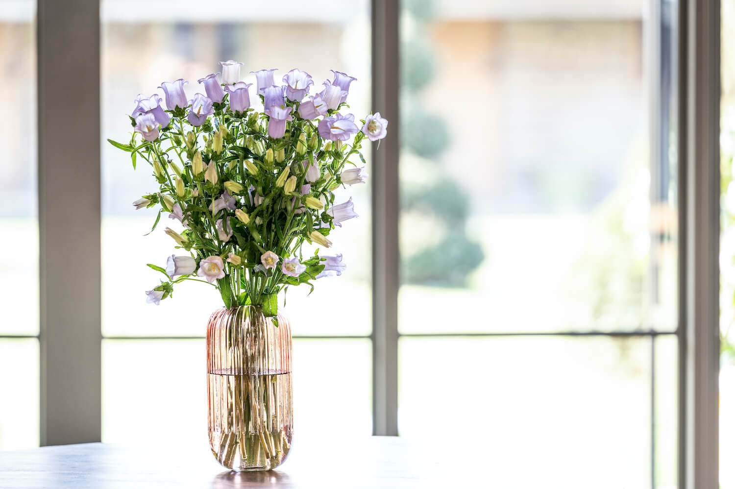 Lilac Campanula