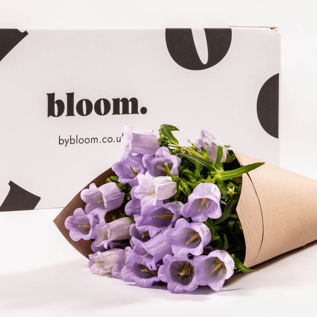 Lilac Campanula
£45.00