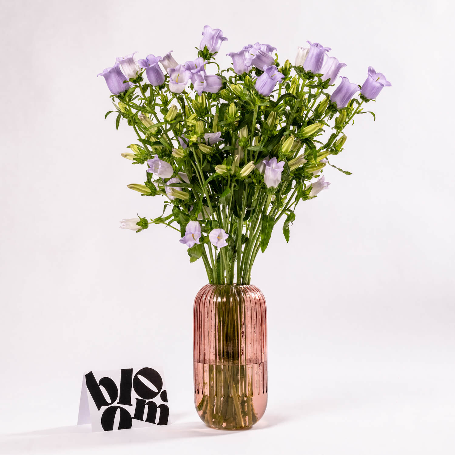 Lilac Campanula