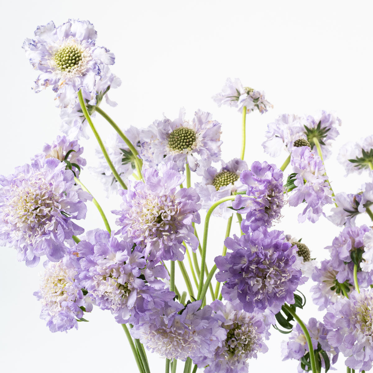 Lilac Scabiosa
